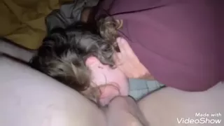 Sugar Baby In Licks Hard Cock Like A Lollipop And Sucks On Balls