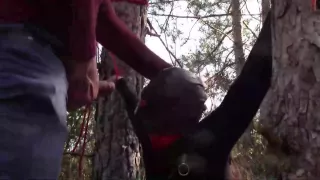 Tied To A Tree , Masked And Outdoor Bound Deepthroat