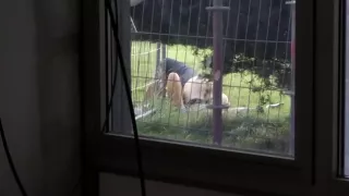 couple caught going hard at ghent festival