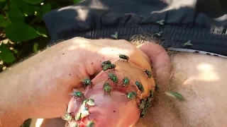 Green Flies on Dick Cock