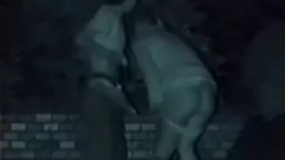 Horny couples sex fantasy park