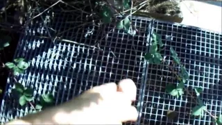 Wichsen und Sperma auf einer Brücke in Sichtweite des Verkehrs