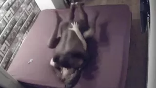 Dutch hotwife fucks lover