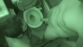 Bären und Schweine-Rohpisse-Party