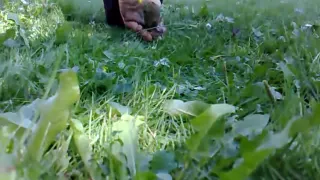 Flowers Crushed by Bare Feet