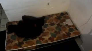 Self Bondage Internal Sleeve Spandex Sleepsack Escape Fun