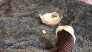 Pedalia Love's Toe Dipping in Yogurt