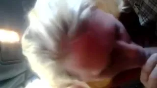 Horny blonde milf giving her man a blowjob in the car