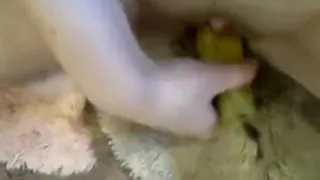 Best amateur shaved pussy, sofa, oral sex clip