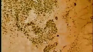 Hot Pussies - Episode 4