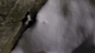 Daddy pissing outside for his cunts