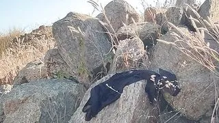 Hübscher Mann mit riesigem Schwanz Indianer