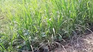 Schöner Dorflehrer harter Sex mit Schülern