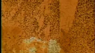 Hippies In Heat - 01