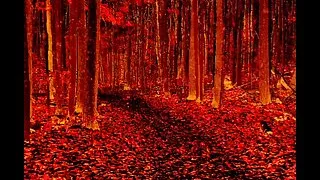 Spooky stripping threw the woods