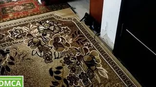 The maid did not have time to clean the room and was fucked