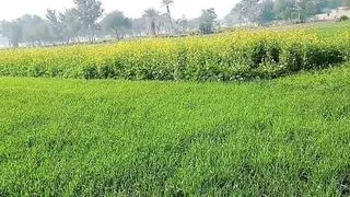 Pakistani desi girl on road pussy and anal sex with former