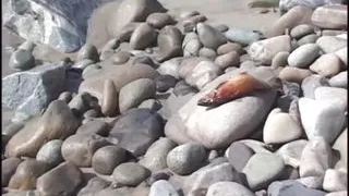 FAT but WHORE!!! - vol #02 - (Full Movie HD Original