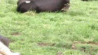 Fucked behind like a bitch