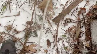Twink slave boy allowed to pee in the snow for the first time