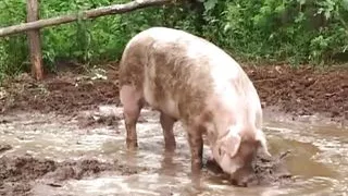 The Farm of XXL Mature Sluts - Episode 1