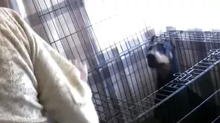 Hot Janice with big tits Blowjob a dick