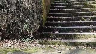 JoanaLoveTs walking in the park and masturbating showing legs and white tennis shoes