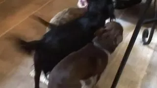 Carolyn Reese masturbates with dildo