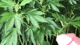 Trans Mädchen Jacking in the Weeds