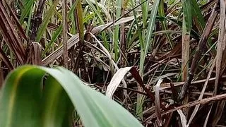 Ganne ke khet me kya kar rhe ye log