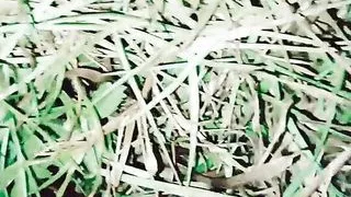 big ass tranny masturbating with a bottle and mud in her butt