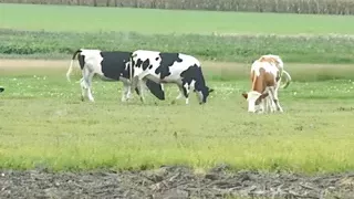 chubby granny eagerly sucks hard teen cocks