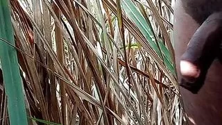 Ek baar phir ganne ke khet me sara maal