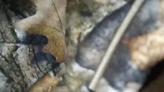 Sleeping bhabir sathe , fingering