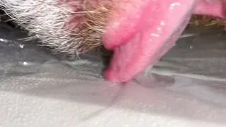 Anal Steve eating his own precum and a massive load of ruined orgasm cum and he licks it all up