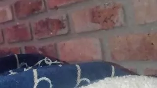 sex with lots of toys and lots of milk and anal