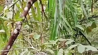 Wife primitif piss in amazon 1