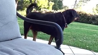 Sweet Brunette Dildo Rubbing and licking