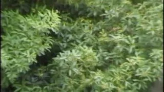 TITTEN UND MOTOREN Vol.2 (Full Movie)