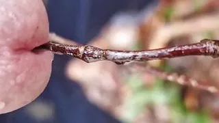 piss in nature. with a tree in my dick