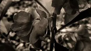 Mawa danagassala pitipassen polla athuata demma... sinhala  wal katha