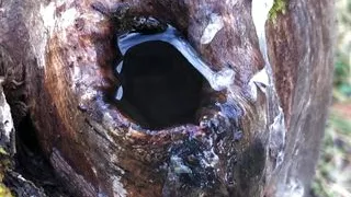 Big uncut cock pissing in a tree trunk and filling the hole entirely
