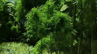 The Lust City-The maid knows how to please the boss