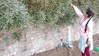 Bhul todne aai ladki ko choda