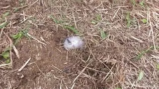 Natsuka - Tanned Babe Bukkake Gangbang, Outdoors (Part 1)