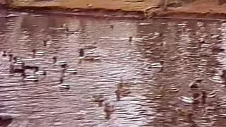 secretary works overtime with fat dildo in boss's pussy