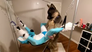 In der Schlinge von einem aufgehangenen Schaf gefickt werden