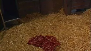 Cute blonde with innocent face was banged on the mow storage in all her holes