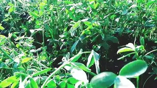 Indian beautifull vilage place I'm fucked my cousin hard sex pussy and anal sex