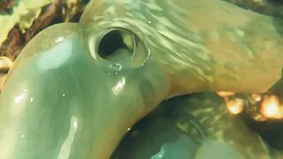 Gifdoozer Hot Anal Sex Intense Delicious Hot Ass Fucked Gaping Ass Anal Creampie by Gifdoozer